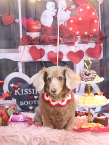 20250201桃ちゃん